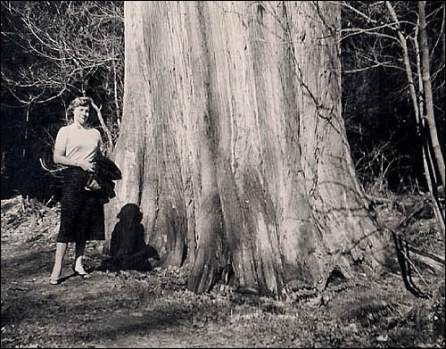 Mother near a large trunk in the park