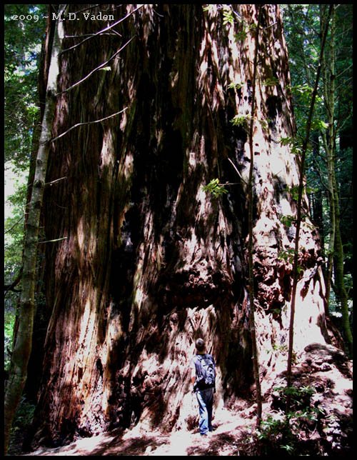 Fusion Giant redwood, aka Melkor, in Redwood National Park