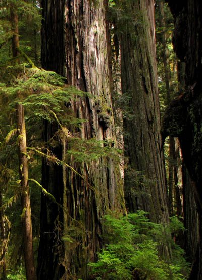 Godwood Creek Giant coast redwood