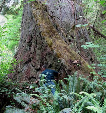 Del Norte Titan Coast Redwood discovered by Sillett and Taylor