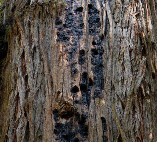 Helios Redwood Trunk Bark in Redwood National Park