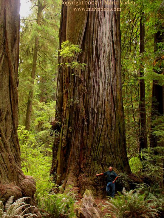 Howland Hill Giant redwood