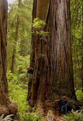 Howland Hill Giant Redwood Sequoia sempervirens