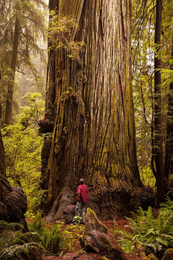 Howland Hill Giant coast redwood in Del Norte Jedediah Smith