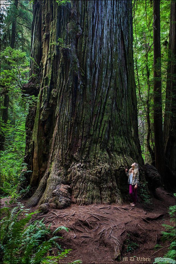 Howland Hill Giant coast redwood and woman standing next to trunk
