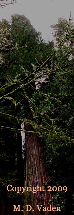 Hyperion redwood is the tallest tree in the world