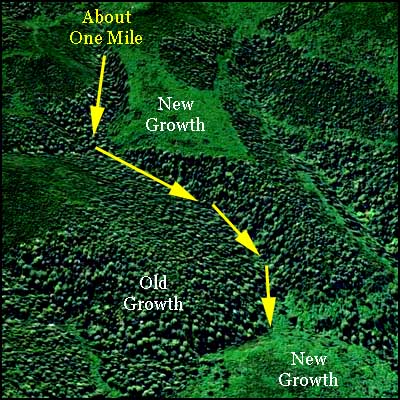Old growth redwood groves in Redwood National Park home to Hyperion
