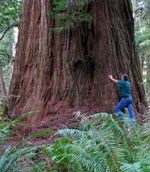 Atlas Grove Redwood called Iluvatar