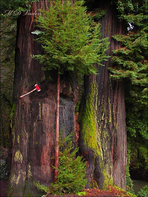 Immortal Tree Coast Redwood along Avenue of the Giants