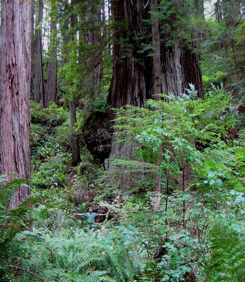 Isaac Newton Giant Redwood