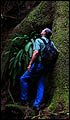 James Irvine redwood trail near Fern Canyon