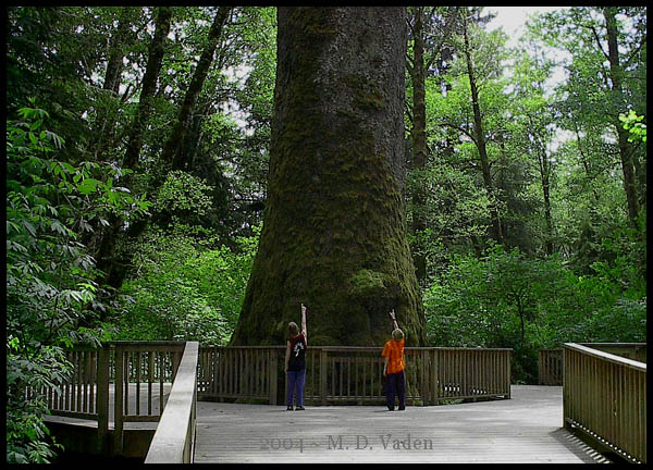 Photo of the Klootchy Creek Giant and Largest Spruce in Oregon before 2005