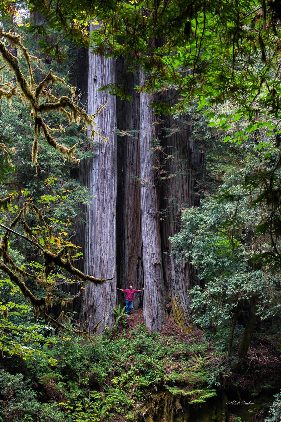 Giant redwood called ZoZos Tree in Redwood National and State Parks