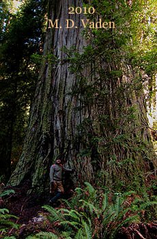 Grove of Titans. Lost Monarch, Screaming Titans, The Wild Trees redwoods