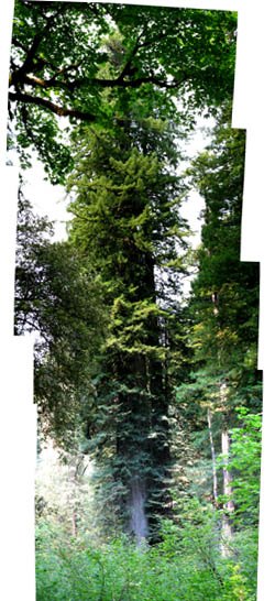 Oldest Redwood