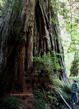 Grove of Titans. Lost Monarch, Screaming Titans, The Wild Trees redwoods