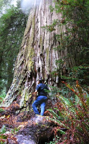 Grove of Titans. Lost Monarch, Screaming Titans, The Wild Trees redwoods