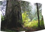 Redwood grove forest panorama
