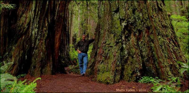 landscape and design from Portland Arborist