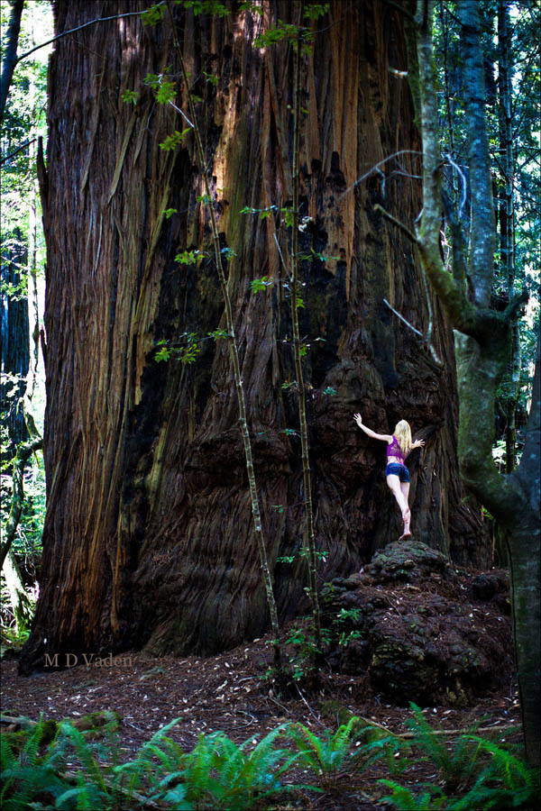 Melkor Coast Redwood similar size to Grove of Titans and woman leaning on trunk.