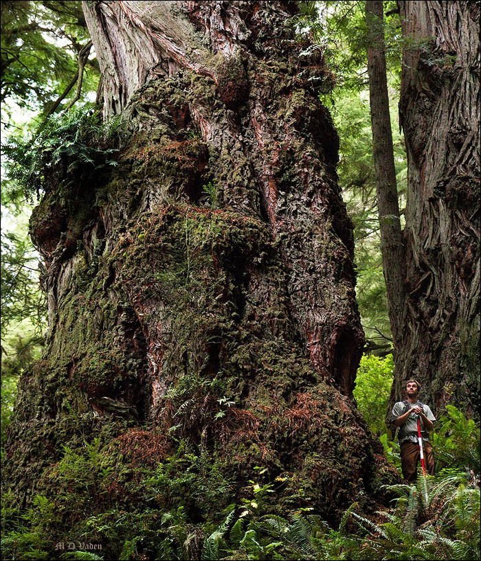 Howland Hill Giant redwood in Del Norte County