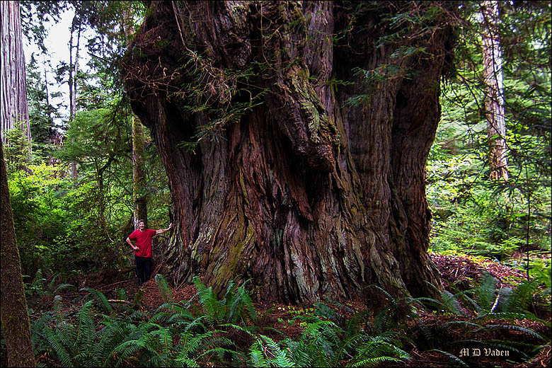 Coast Redwood Mother Lode