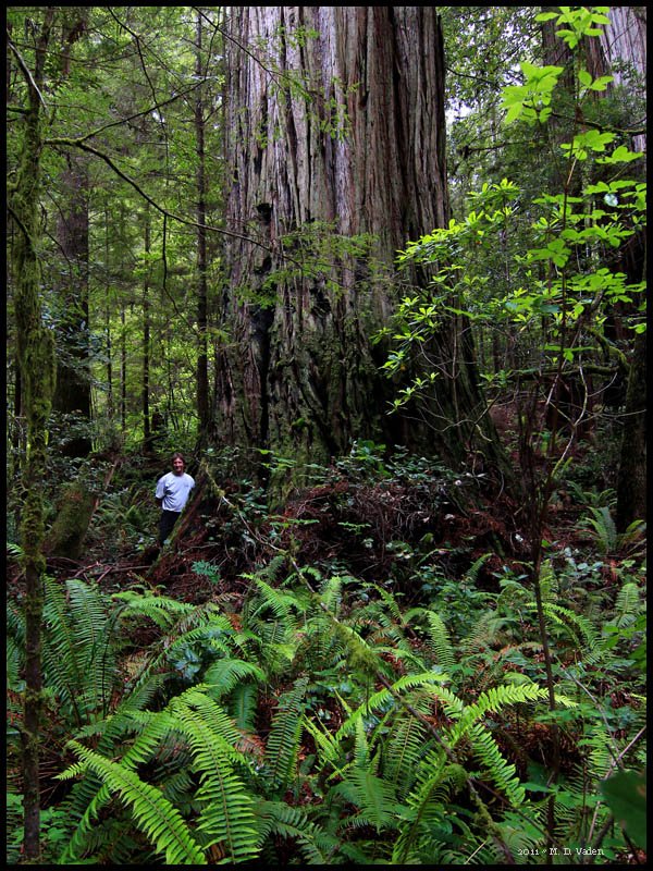 Coast Redwood are the tallest in the world. Chris Atkins next to a huge trunk.