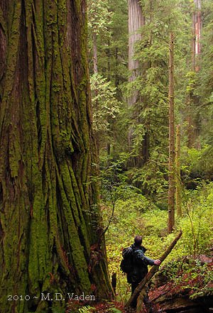 New Hope Redwood, a good practice for Hyperion in Redwood National Park