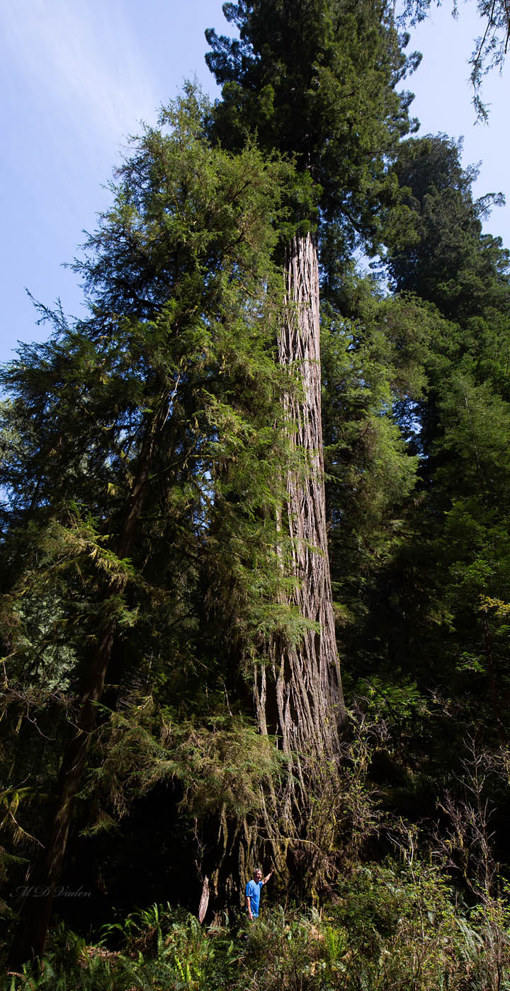 New Hope Redwood in Jedediah Smith Redwoods State Park