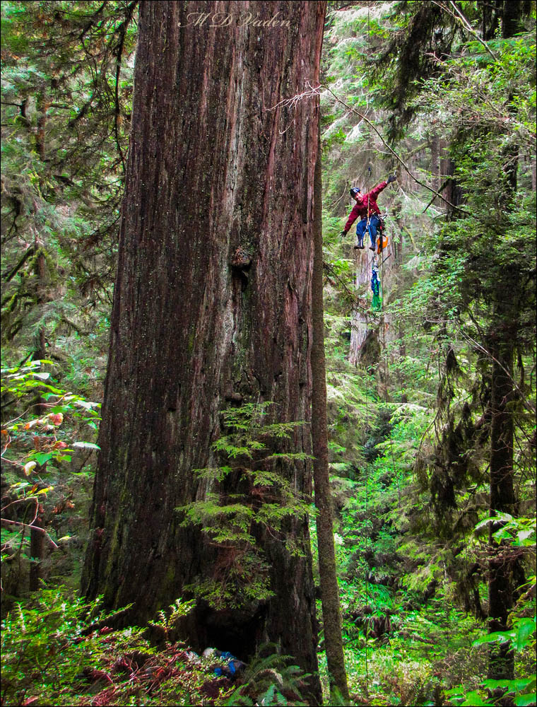 Nickerson Ranch Grove Coast Redwood Research Climber