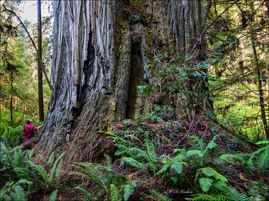 Giant Coast Redwood