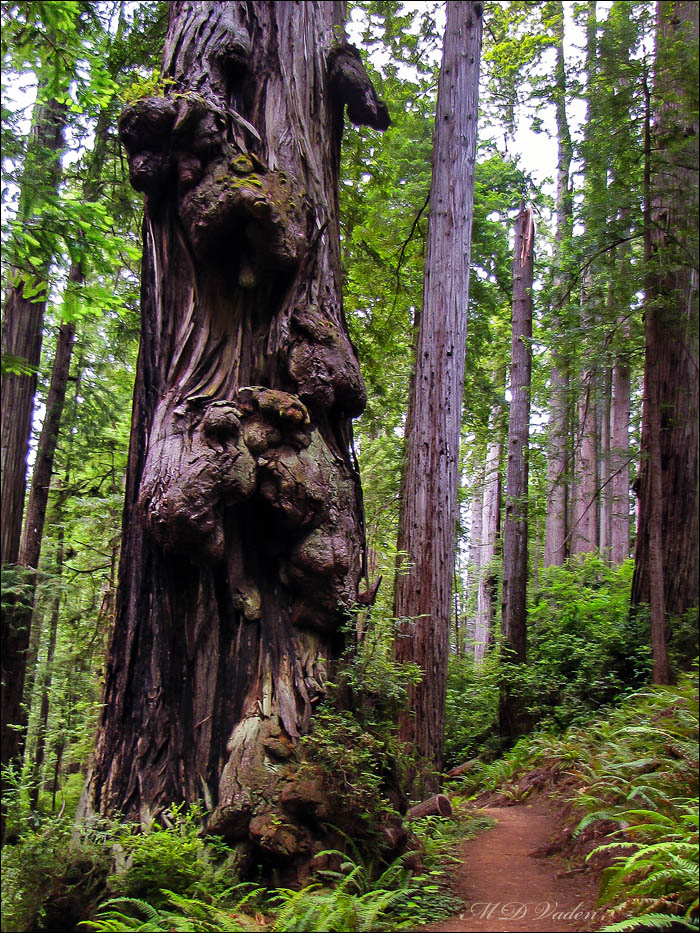 The Pharaoh Coast Redwood Grove in Redwood National Park