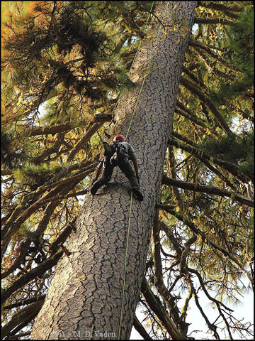 Climbing of World's tallest Pine tree