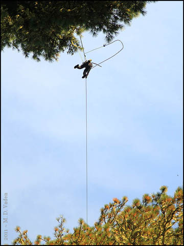 Climbing of World's tallest Pine tree