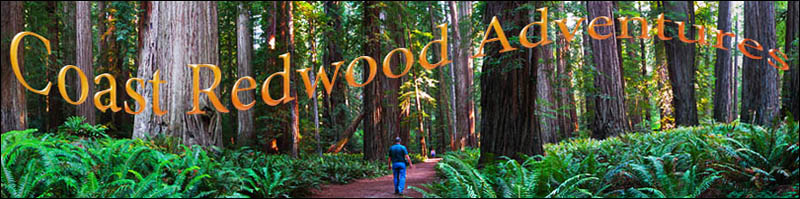 Trail through grove of Redwoods