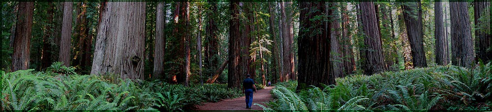 Portland landscape designer walking through tree area
