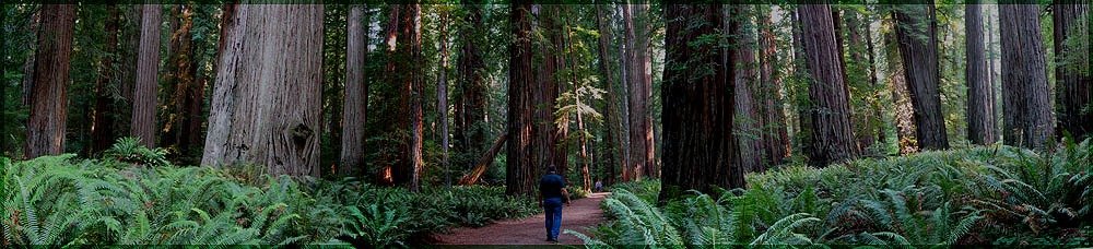 Walking through a forest