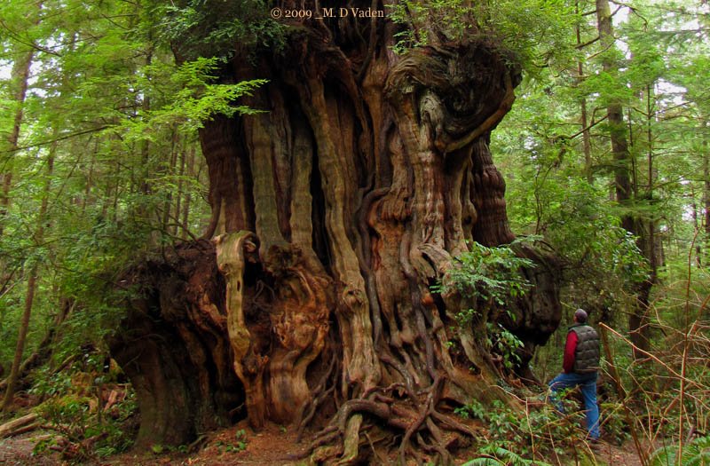 landscape and design from Portland Arborist