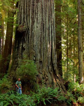 Giant Redwood near Valley of the Lost Groves in Prairie Creek Redwoods State Park