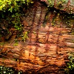 Hyperion redwood bear track