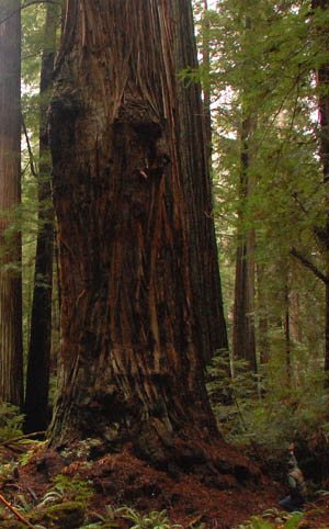 Stratosphere Giant Redwood on page related to Climbing the World's Tallest Redwood