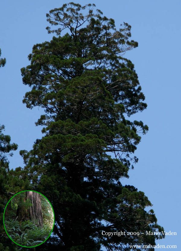 Redwood Adventure near Orick, California. Redwoods Park Giant