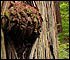 Small Redwood burl
