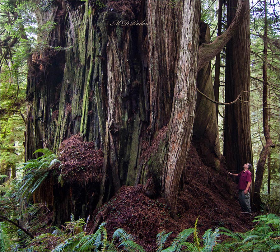 Giant Coast Redwood