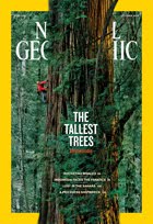 National Geographi Big Redwood Tree Photo Foldout Issue