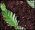 Redwood twigs