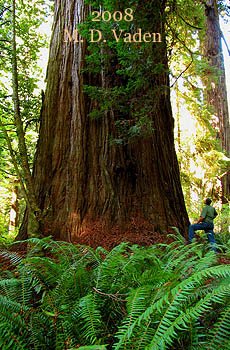 Atlas Grove Redwood called Iluvatar