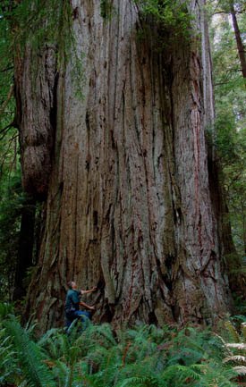 Enormous Redwood near Redwood National Park. Sir Isaac Newton
