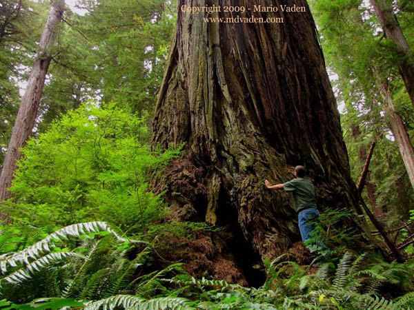 Terex Titan redwood written about by Preston in The Wild Trees
