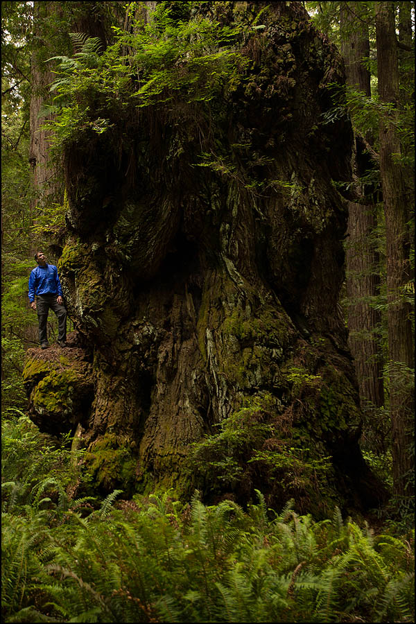 coast redwood guided tours in lost groves